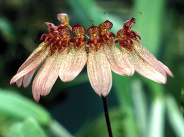 Bulbophyllum_sikkimense