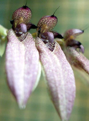 Bulbophyllum_unknown_01