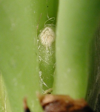 DSCN5382macro