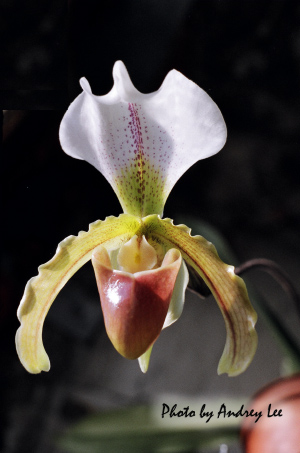 Paph