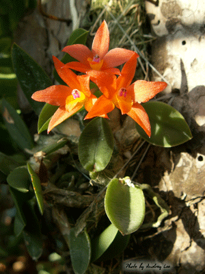 Scernua