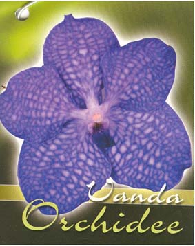 Vanda