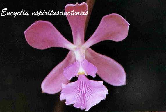 encyespiritusanctensis