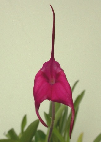 masdevalia_barlaeana_min